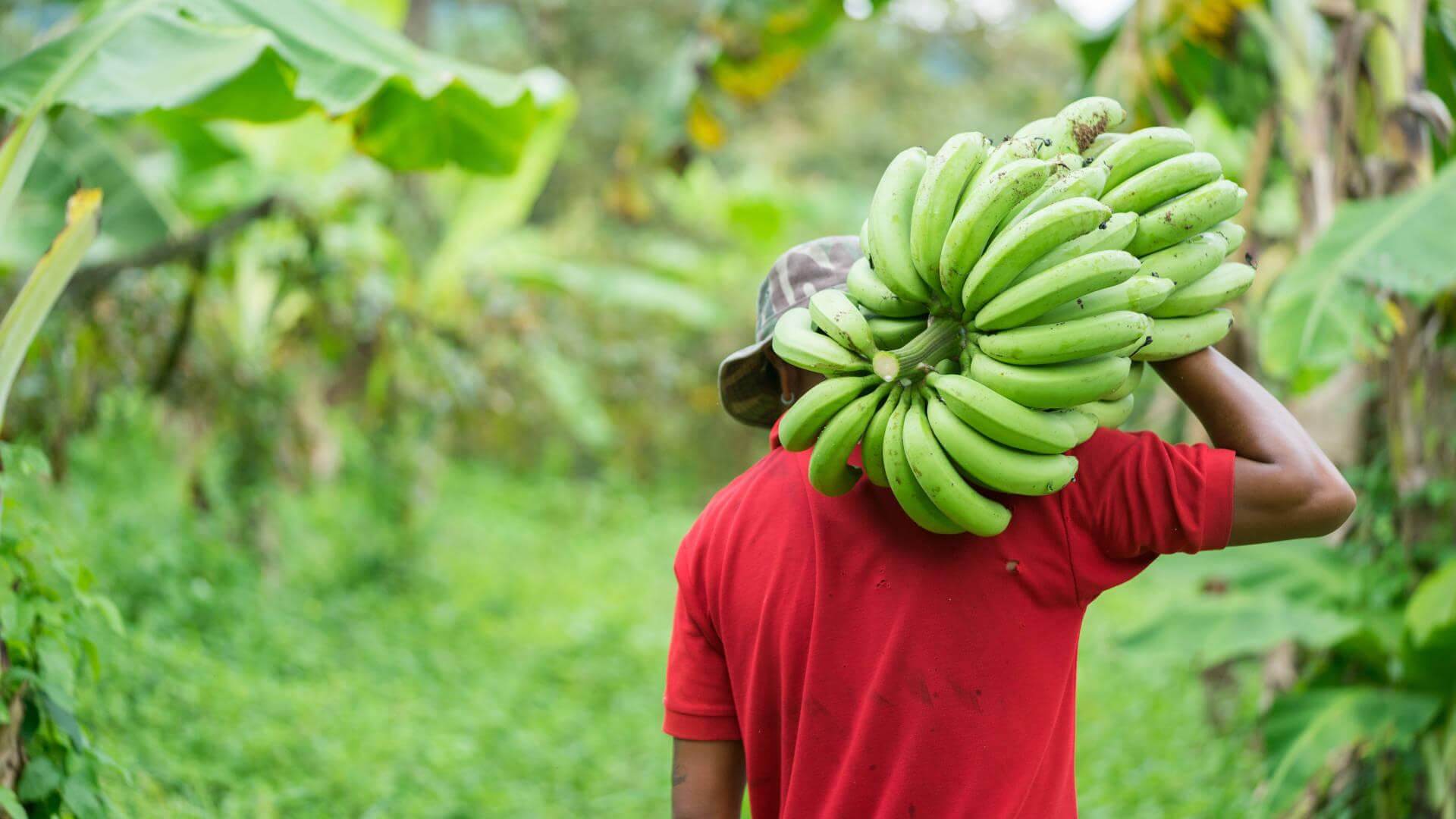 Banana