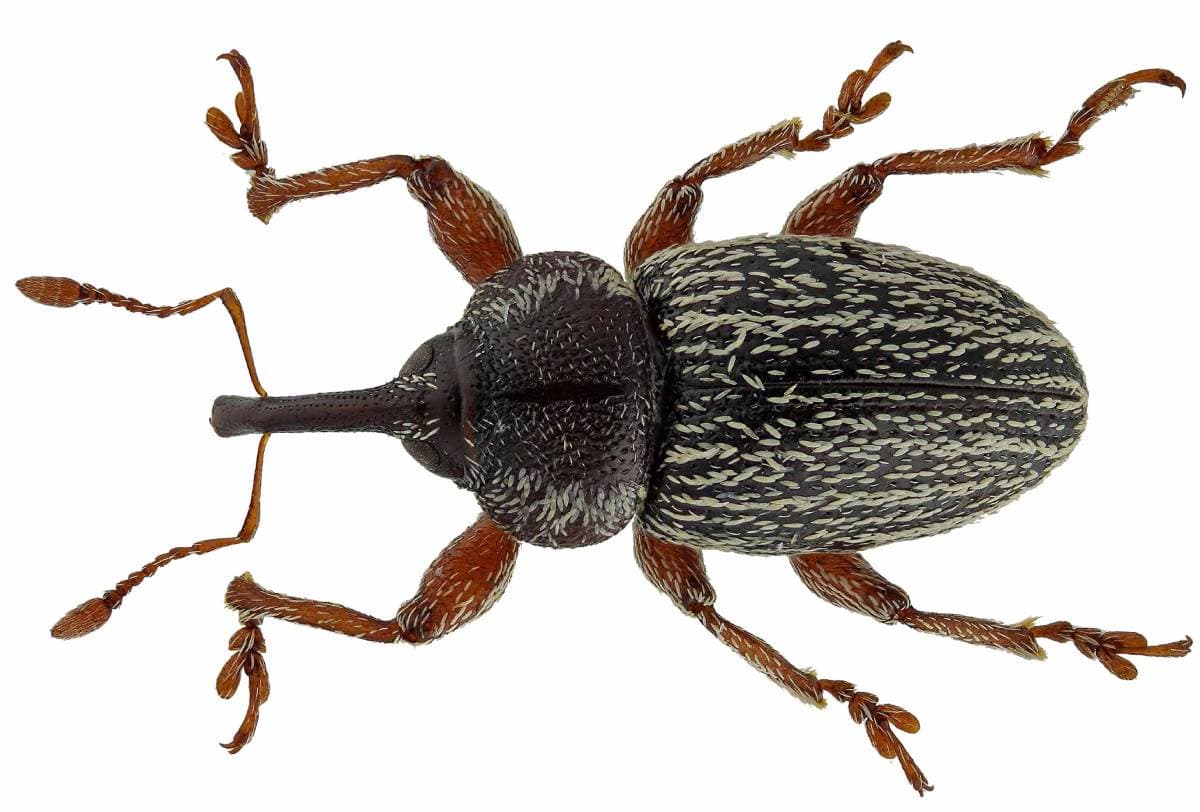 Hububat Hortumlu Böceği Mücadelesi & İlaçları