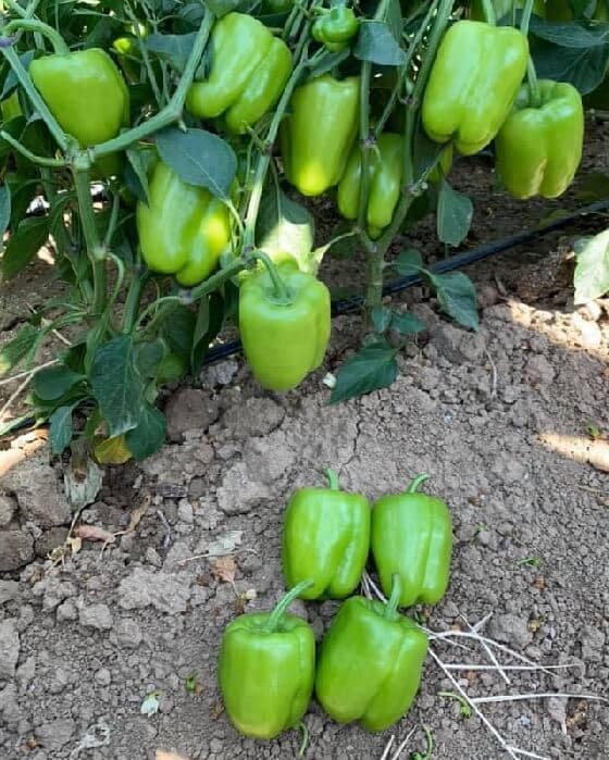 Dolma: LAZER F1 - Genetika Tohum