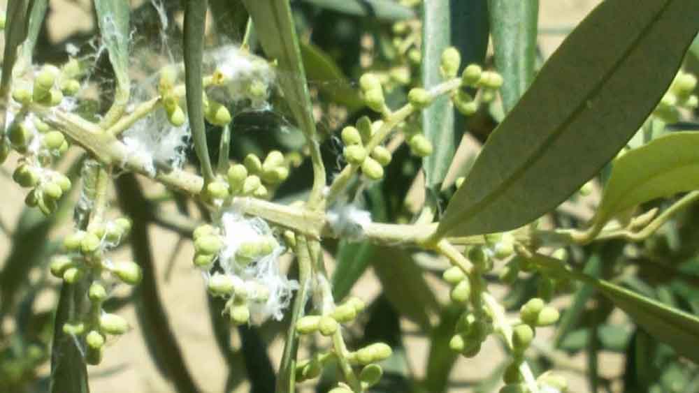 Zeytin Pamuklu Bitleri Mücadelesi & İlaçları