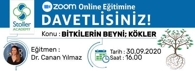 stoller