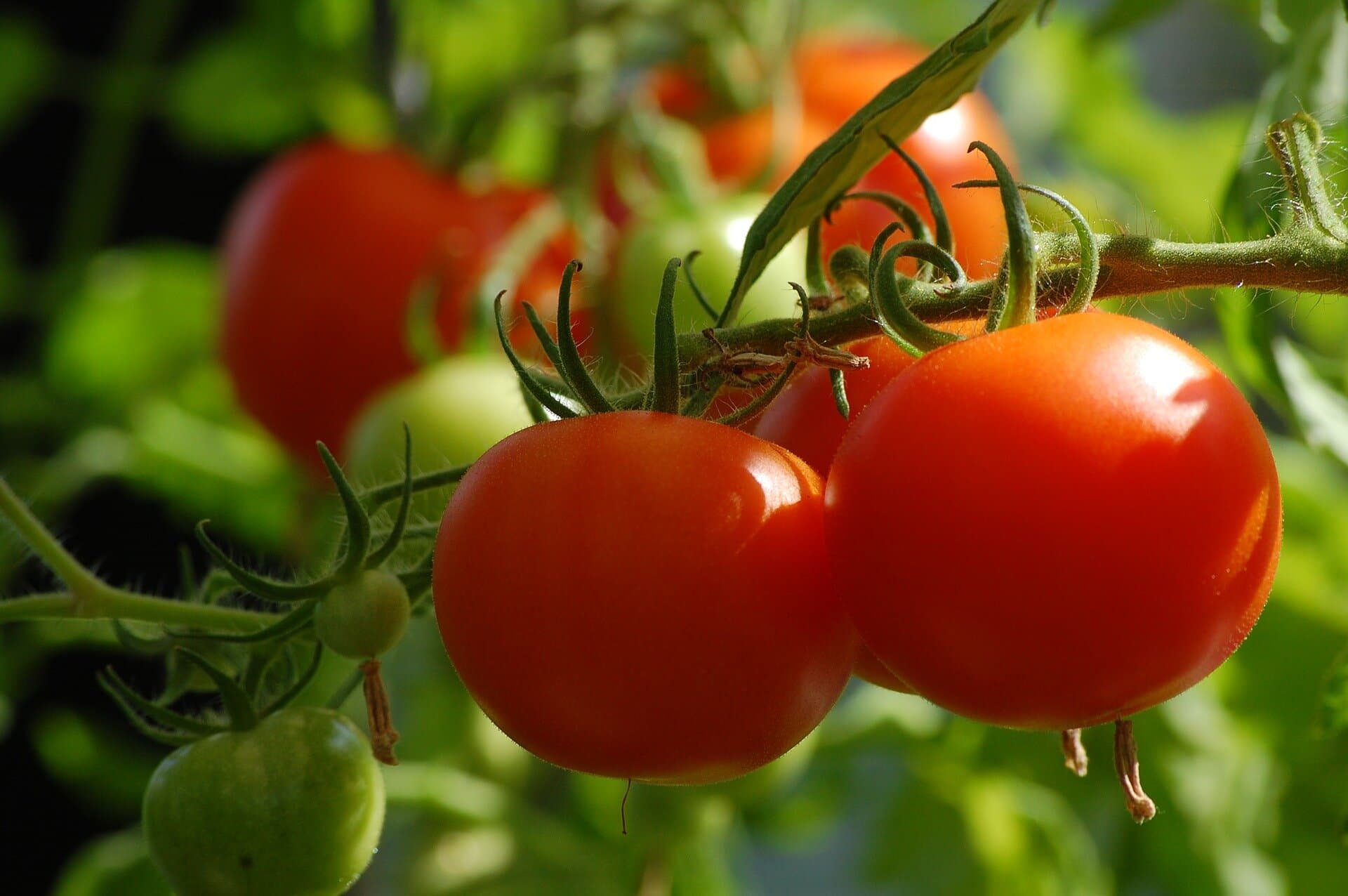 Tomato