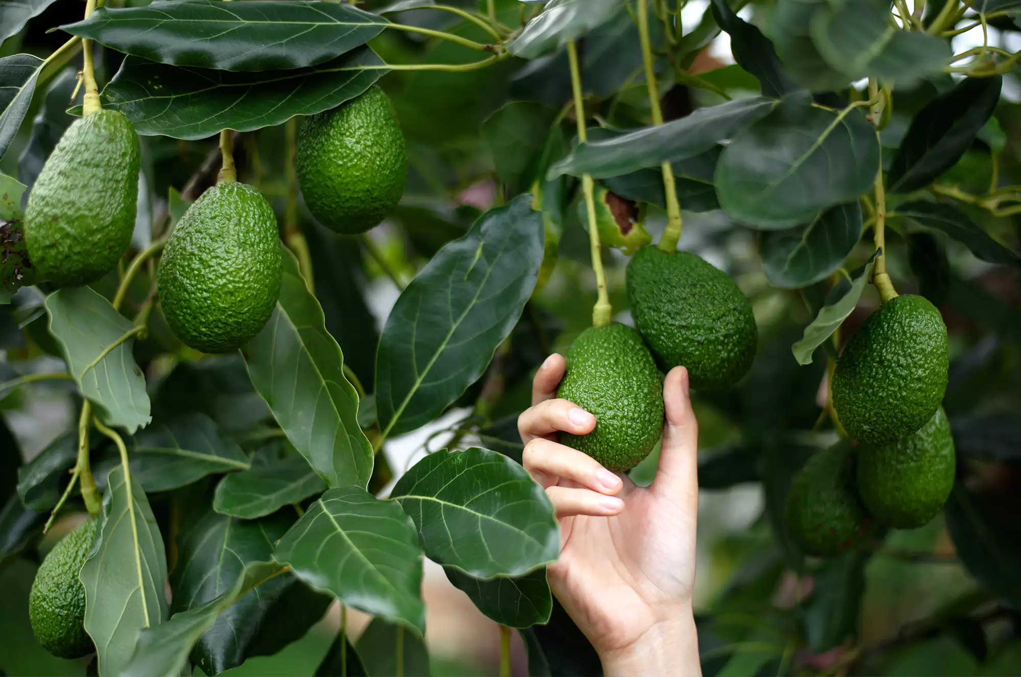 Avocado