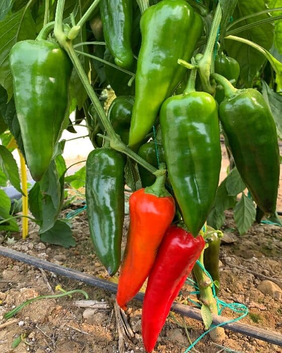 Kapya: 19-345 F1 - Genetika Tohum