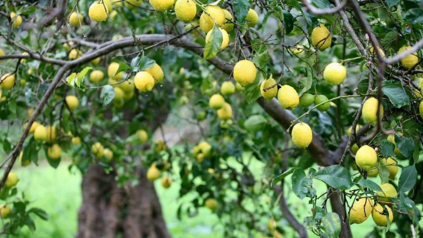 Turunçgilde Kimyasal Mücadele Uygulama Teknikleri