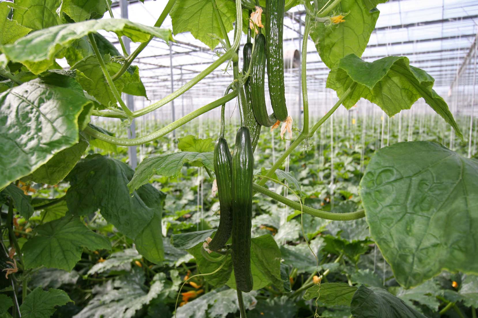 Cucumber