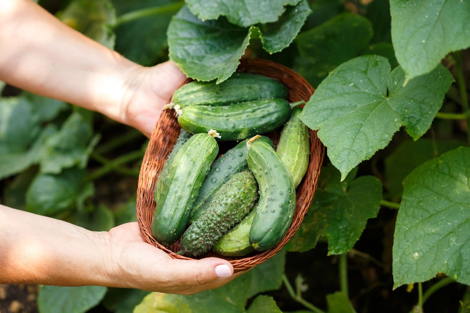 Cucumber