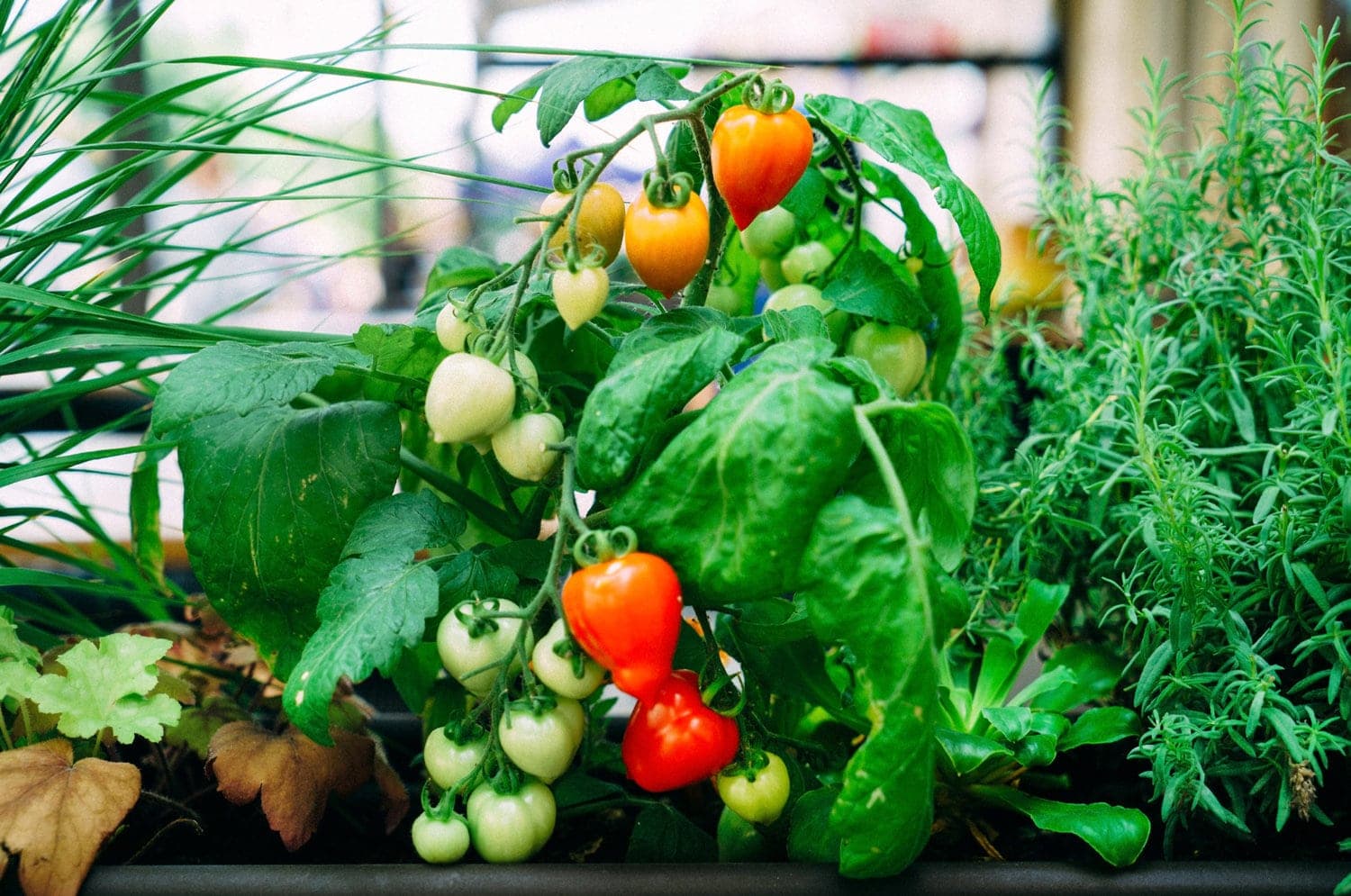 Vegetable