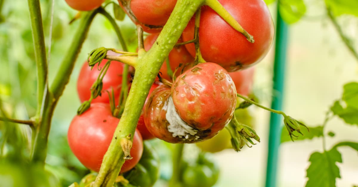 Tomate enfermo en invernadero.