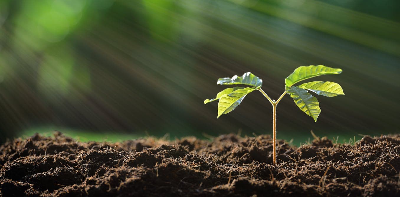 soil