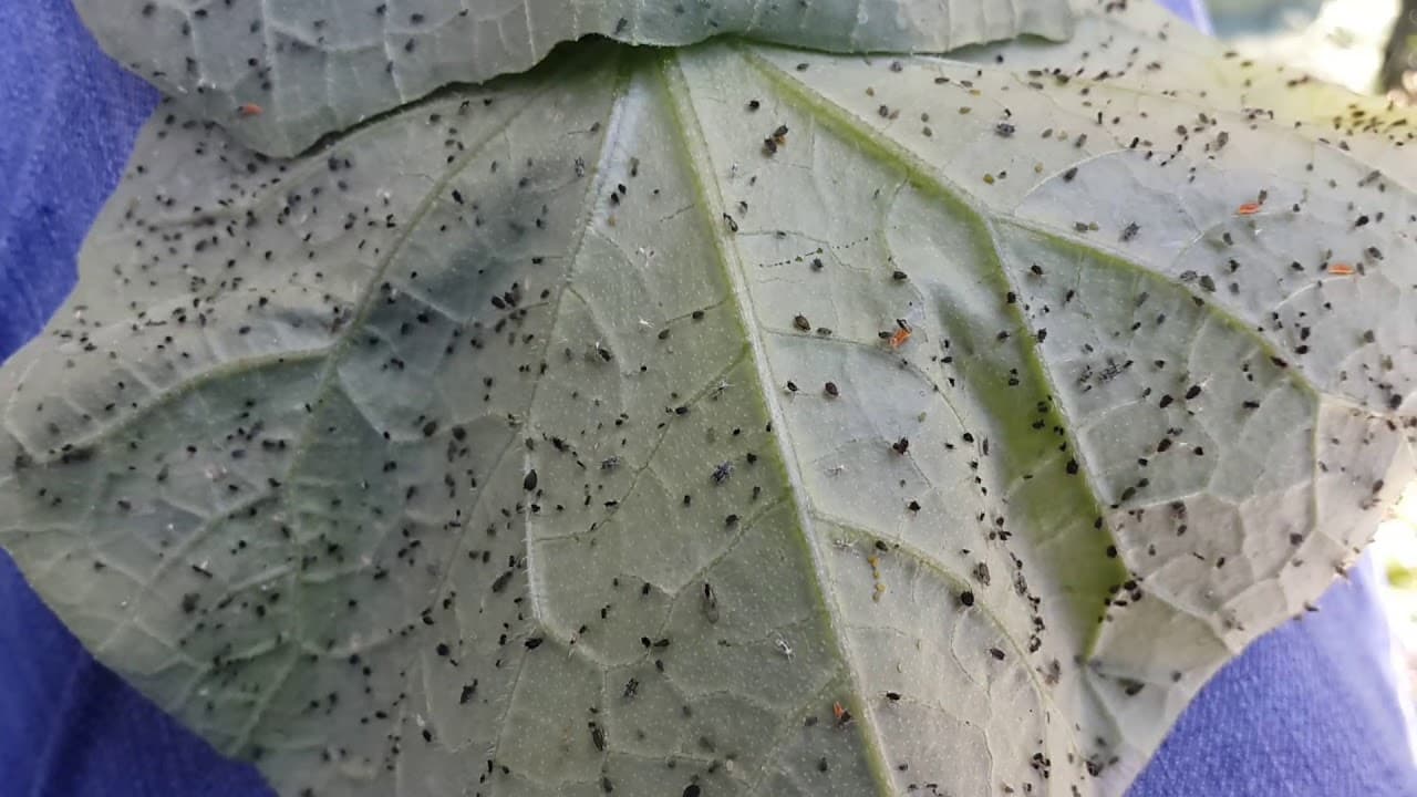 Elma, Armut ve Ayvada Yaprak Bitleri Mücadelesi & İlaçları