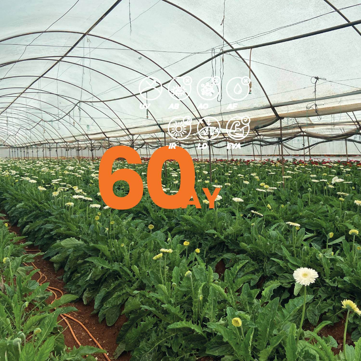 PERFORMA 60 - İstanbul Sera Plastik