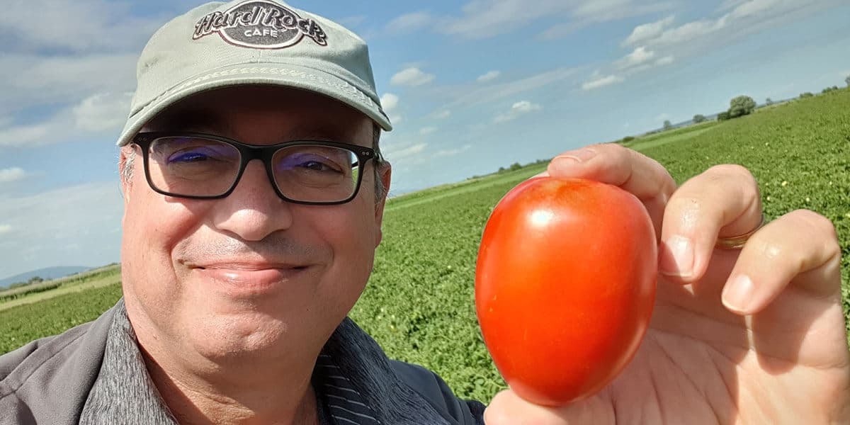 Nueva variedad de tomate de alto rendimiento y calidad de AD-ROSSEN