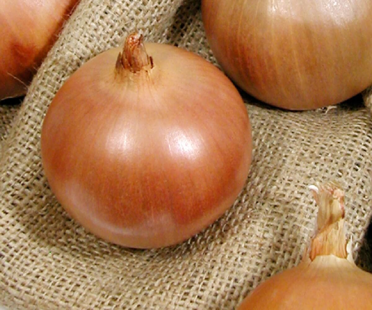 GÜNTAN - Agrotan Tohum
