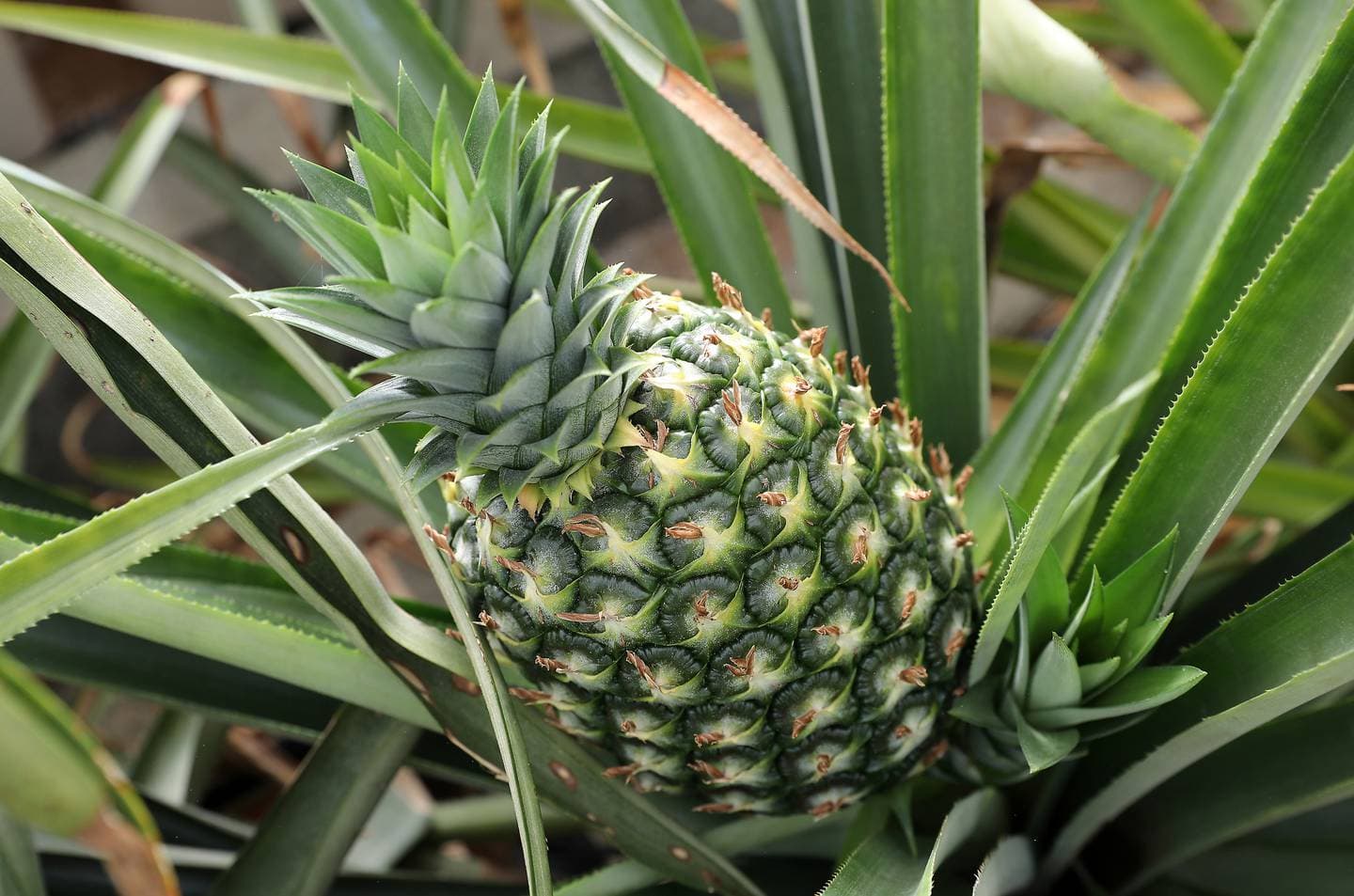 Ananas