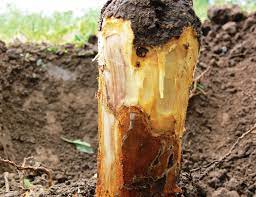 Elmada Phytophthora Kök ve Kökboğazı Çürüklüğü Mücadelesi & İlaçları