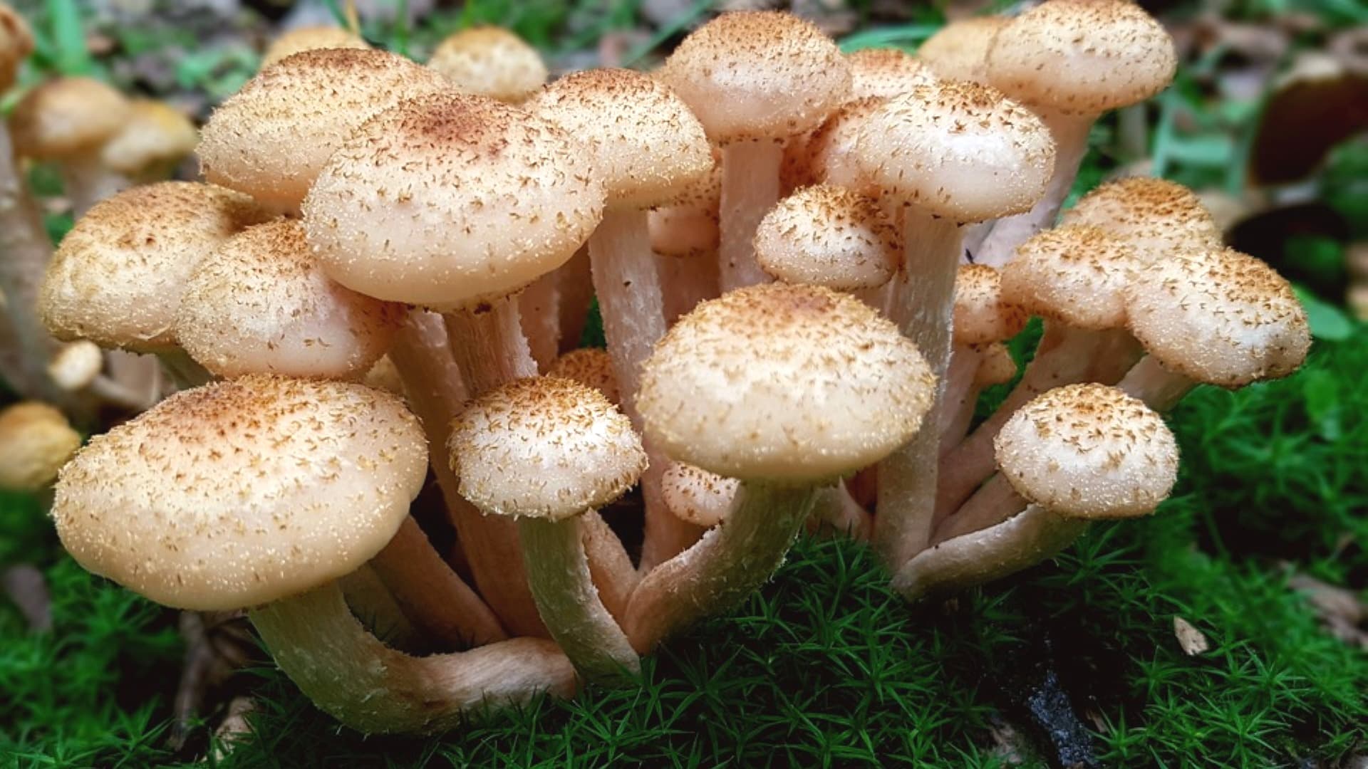 Bağda Armillaria Kök Çürüklüğü Mücadelesi & İlaçları