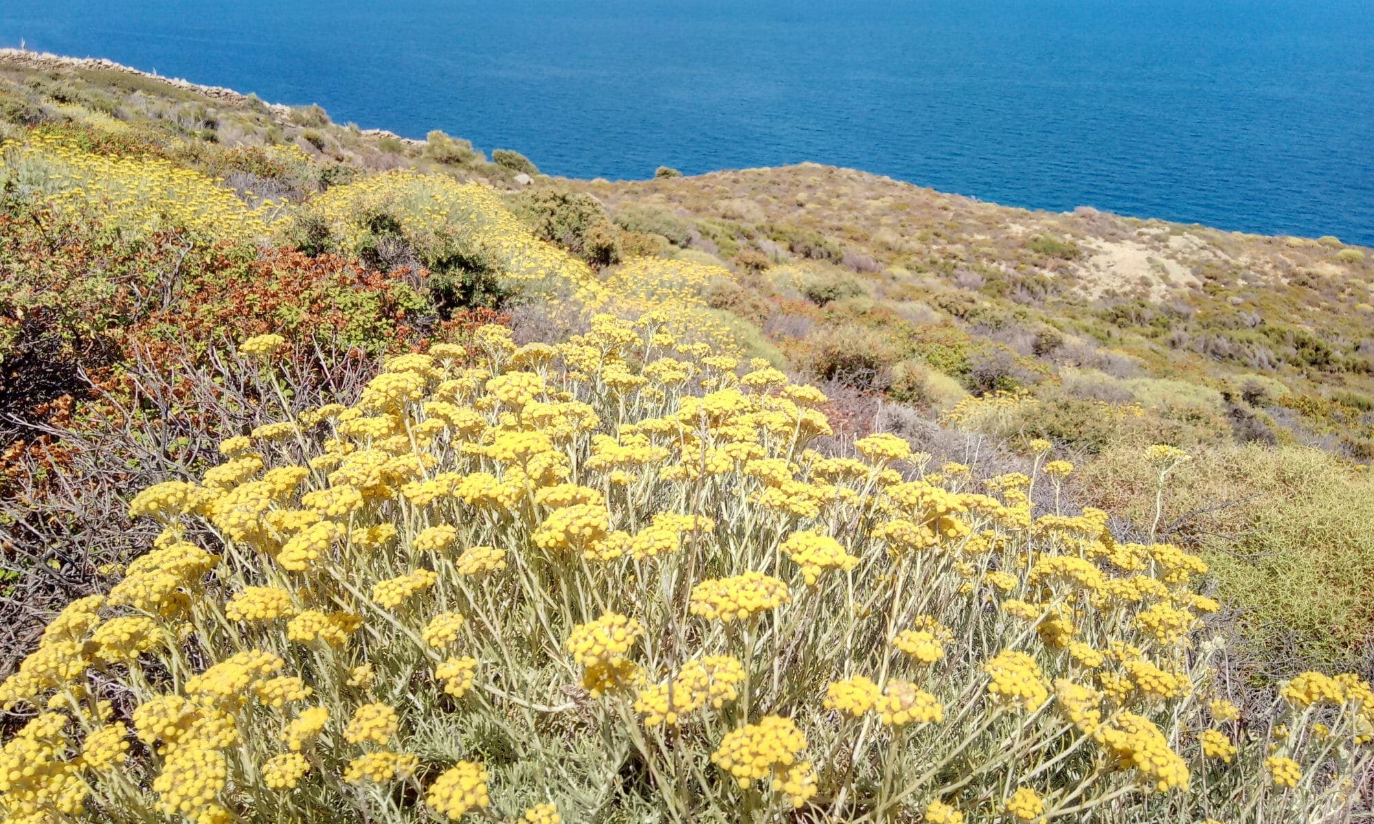 Helichrysum italicum