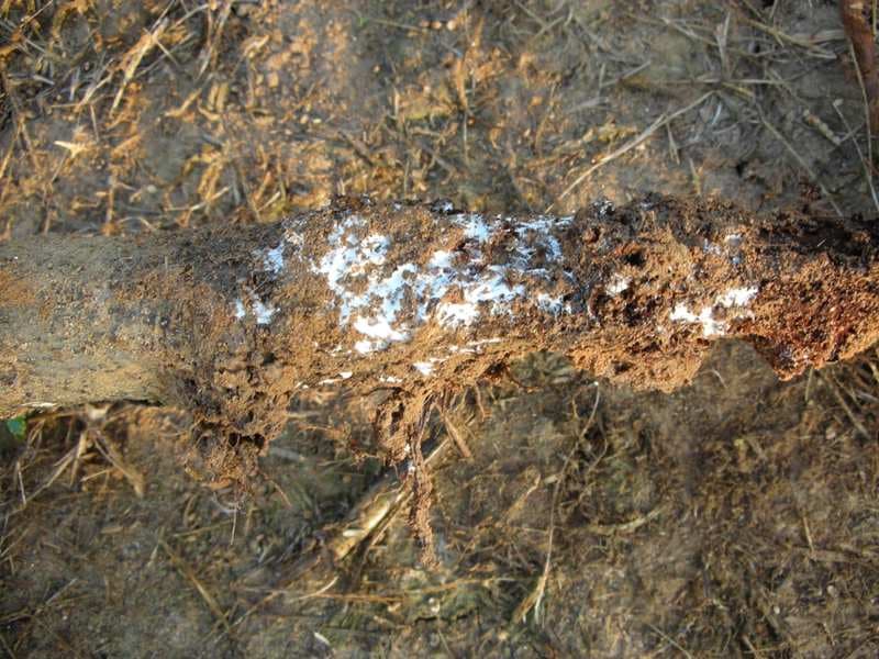 Elma, Armut ve Ayvada Armillaria Kök Çürüklüğü Mücadelesi & İlaçları