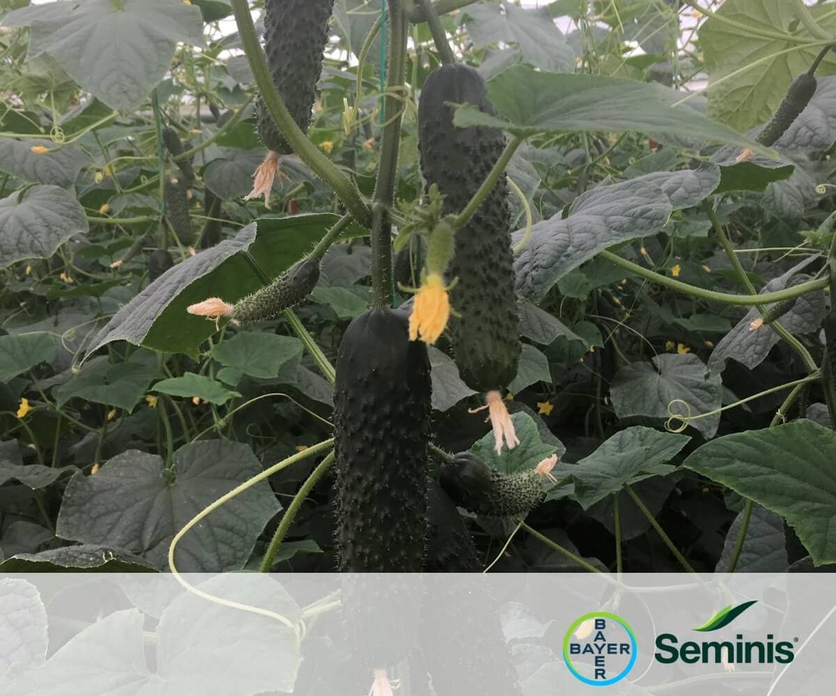SVCV9608 - Seminis & De Ruiter