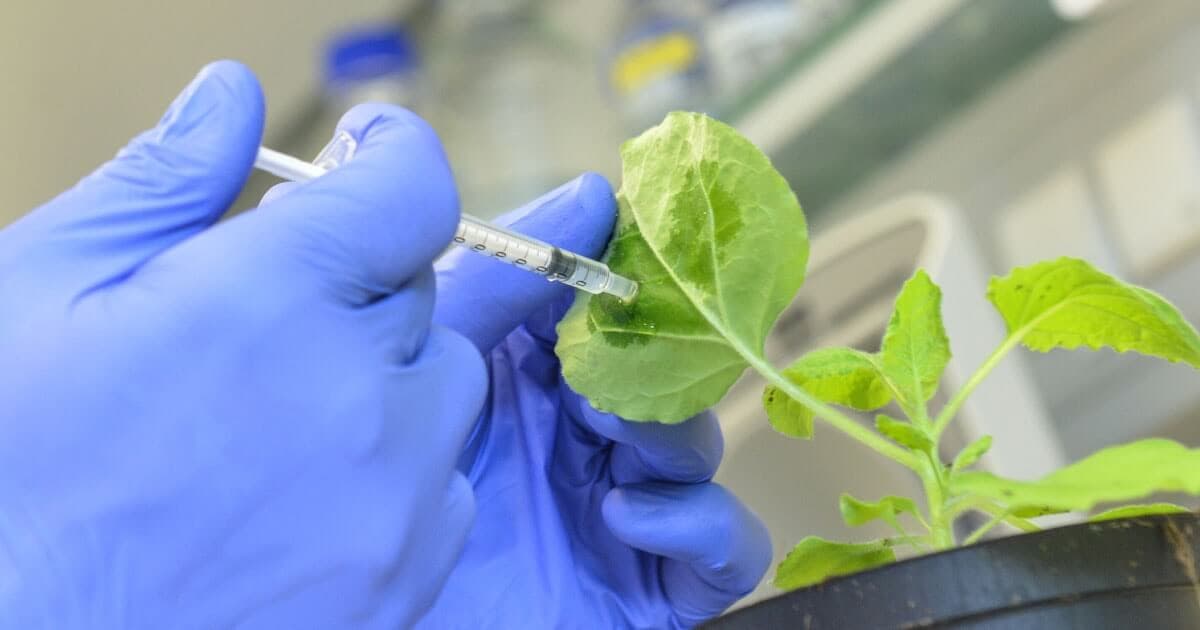 Örtüaltı Sebzecilik Zirai Mücadele örnekleme ve kontrol yöntemleri