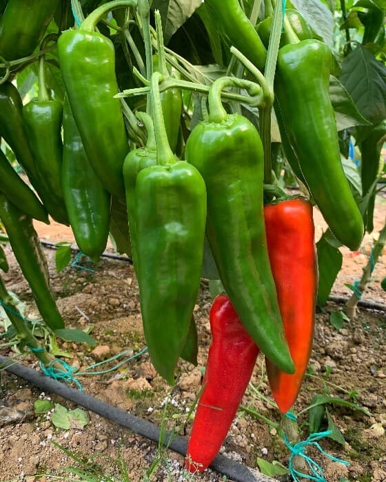 Kapya: 19-309 F1 - Genetika Tohum