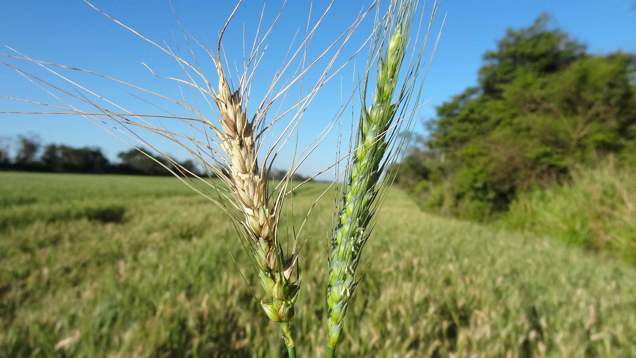 Wheat Blight