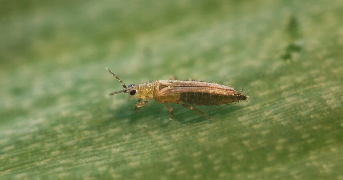 Pamutkta Tütün Thripsi (Thrips) Mücadelesi & İlaçları