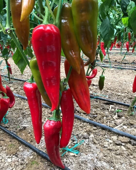Kapya: 19-016 F1 - Genetika Tohum
