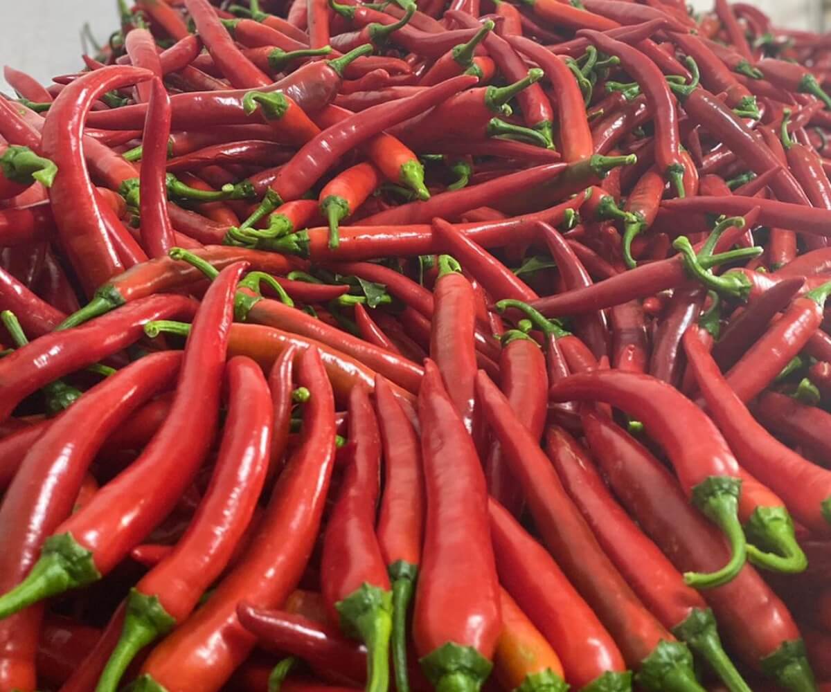 TACO - Antalya Tarım