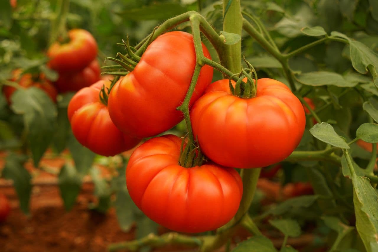 tomate de pueblo