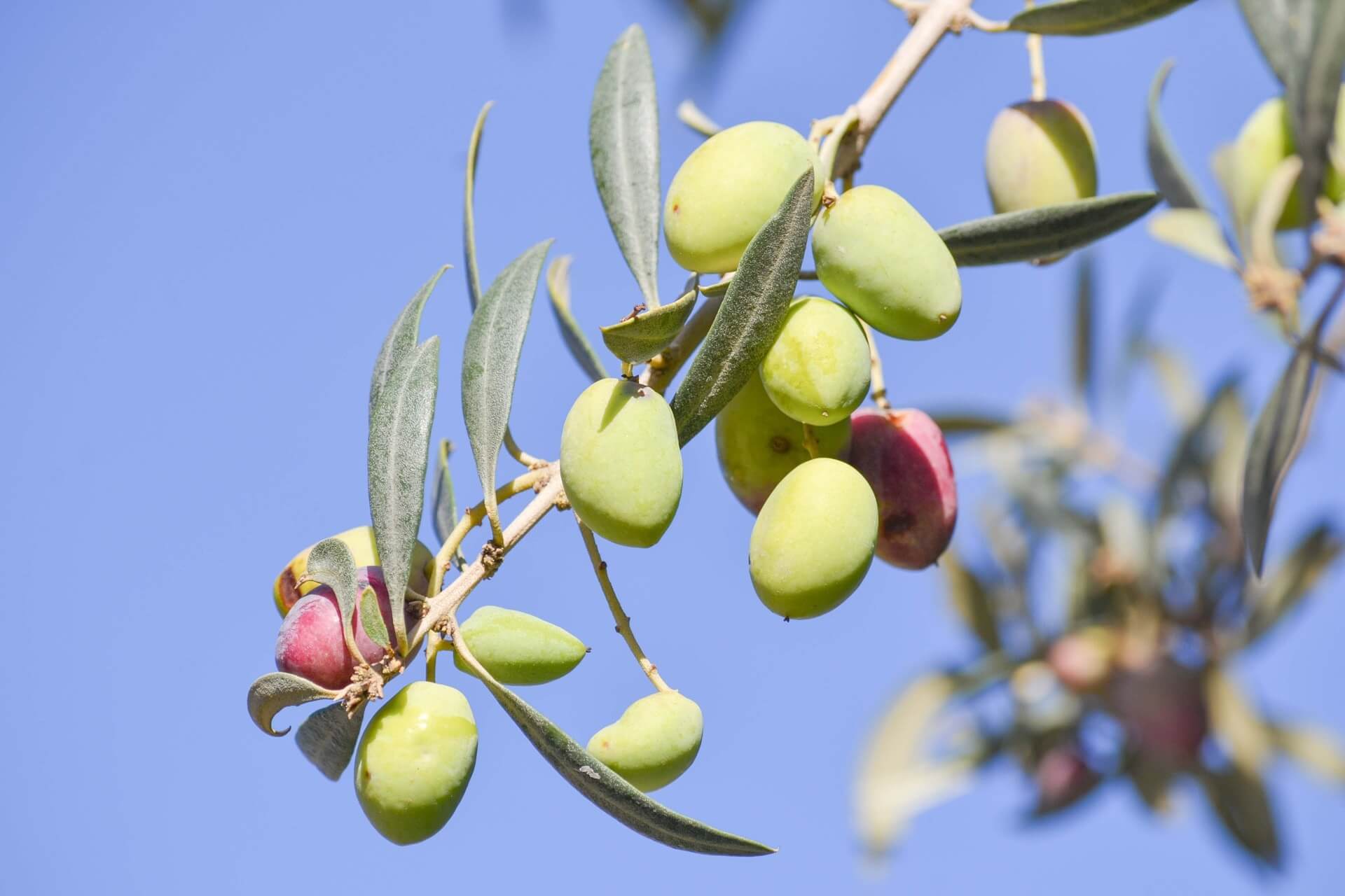 Zeytin Yetiştiriciliğinde Kimyasal Mücadele Uygulama Teknikleri