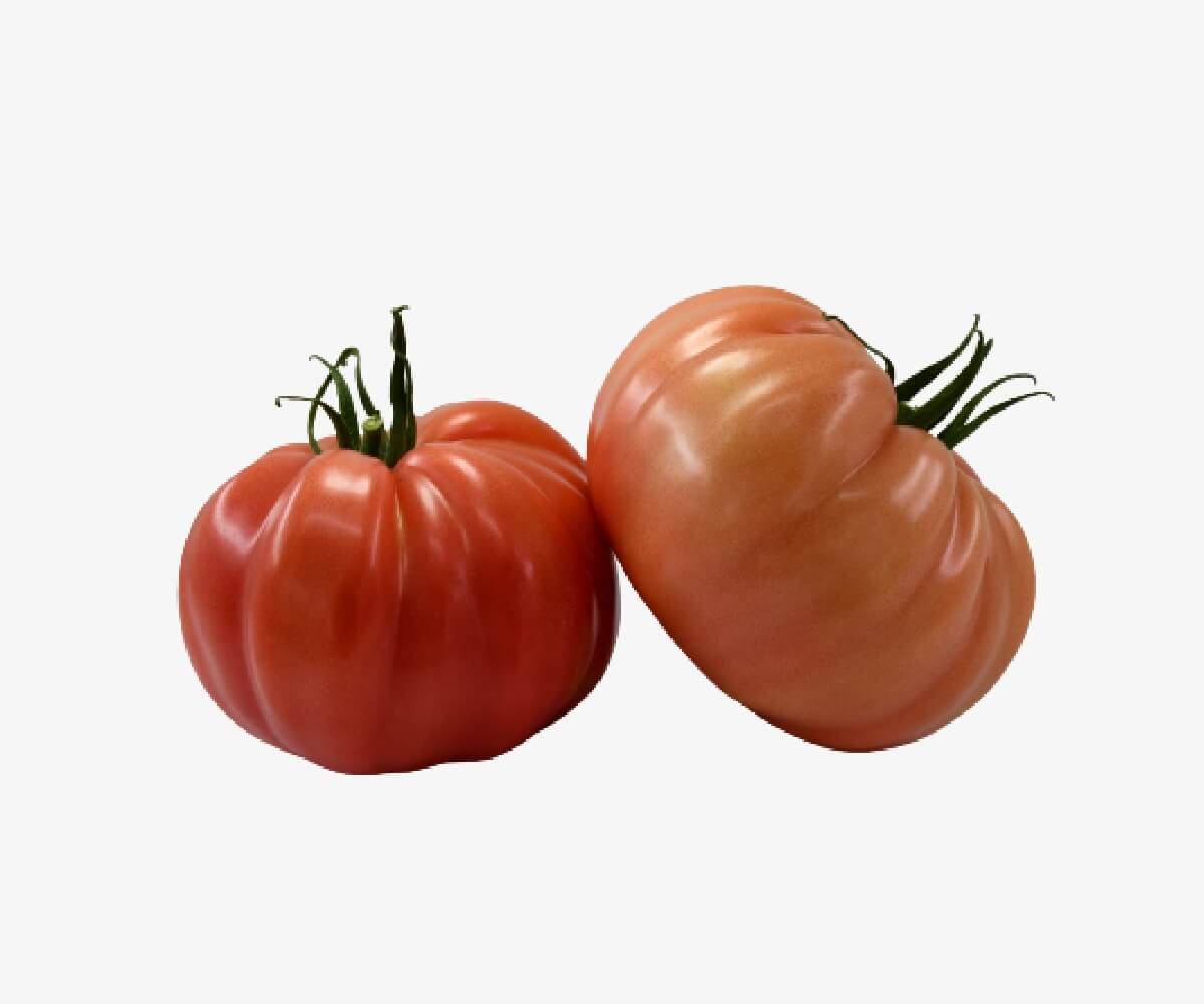 MARIROSA F1 - Genetika Tohum