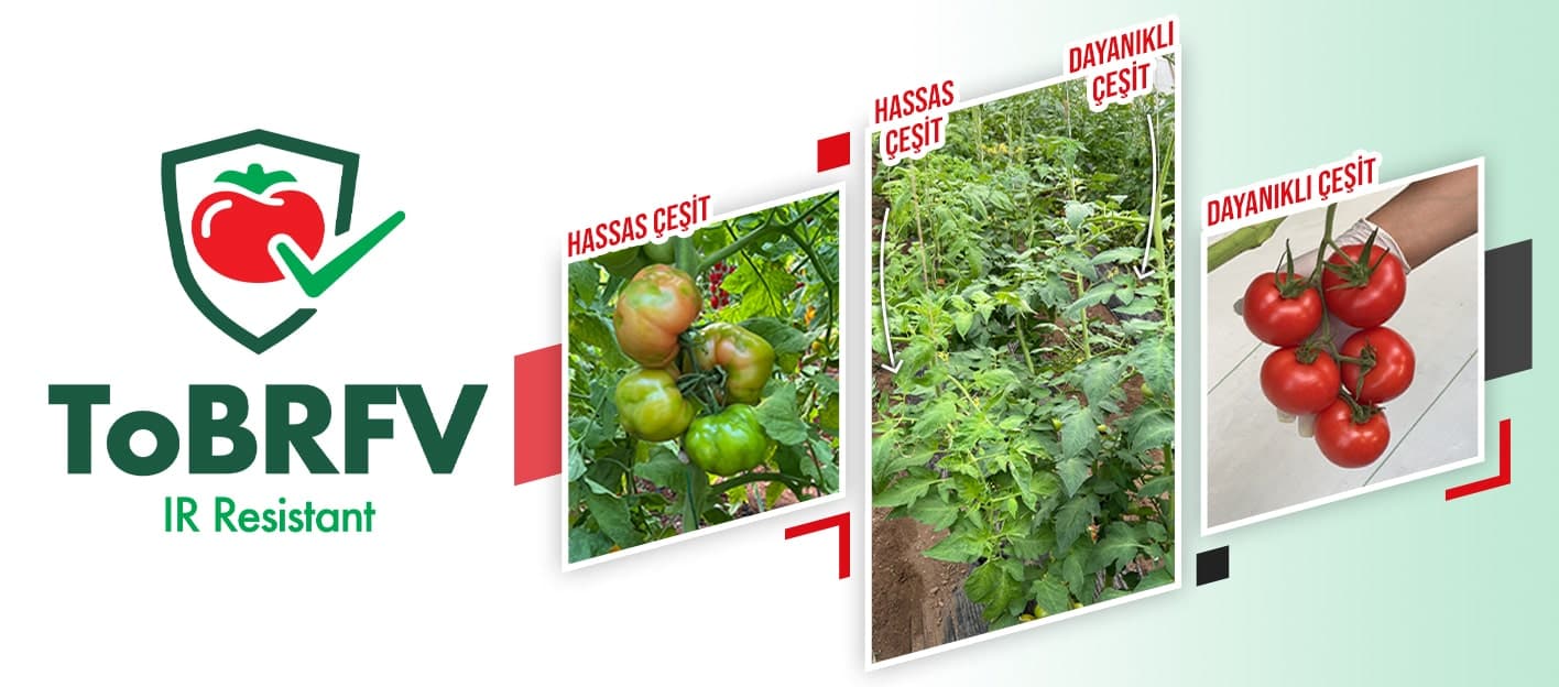 Yuksel seed