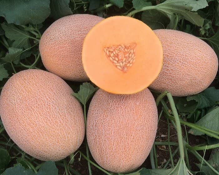 Ananas: KARİZMA F1 - Genetika Tohum