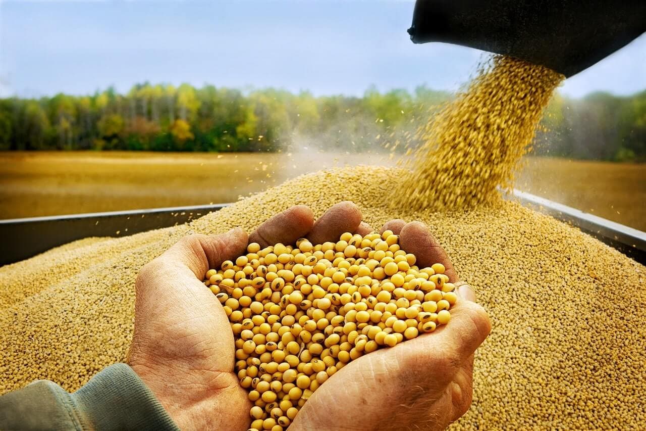 Soya fasulyesi