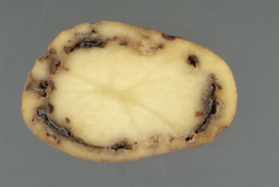 Patates Halka Çürüklüğü Hastalığı Mücadelesi & İlaçları