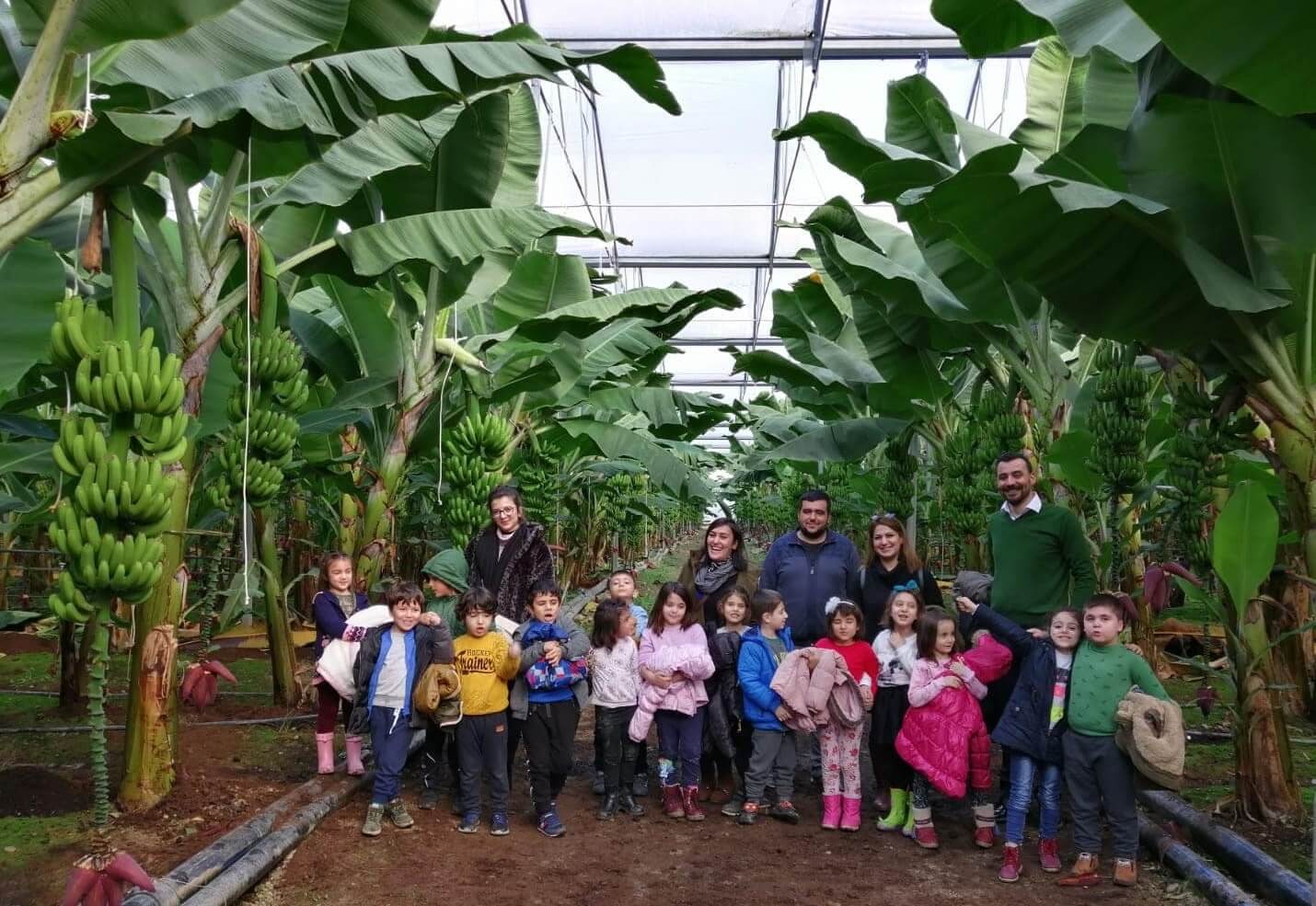 Banana greenhouse.