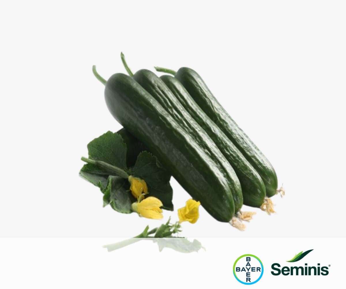 KİRVEM - Seminis & De Ruiter