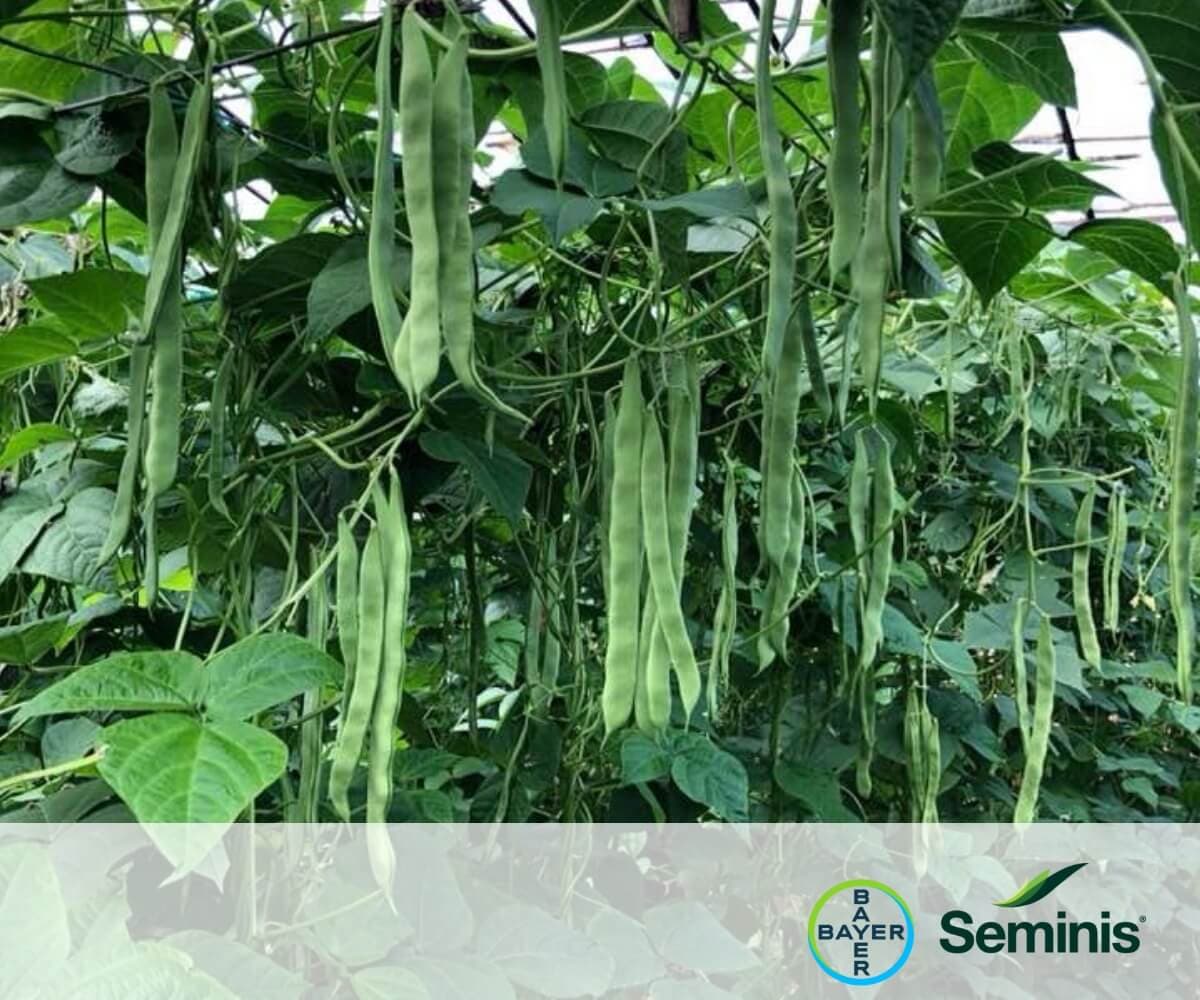 SV3212GP - Seminis & De Ruiter