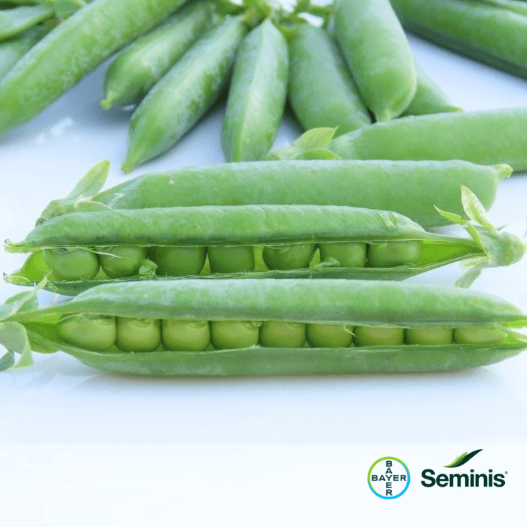 ROMANCE - Seminis & De Ruiter
