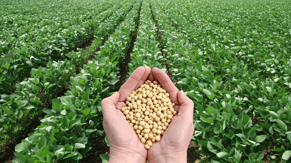 Soya
