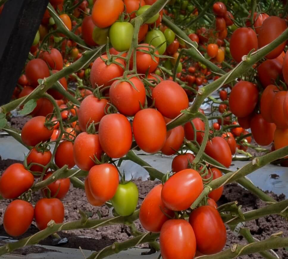 Roma type tomatoes.