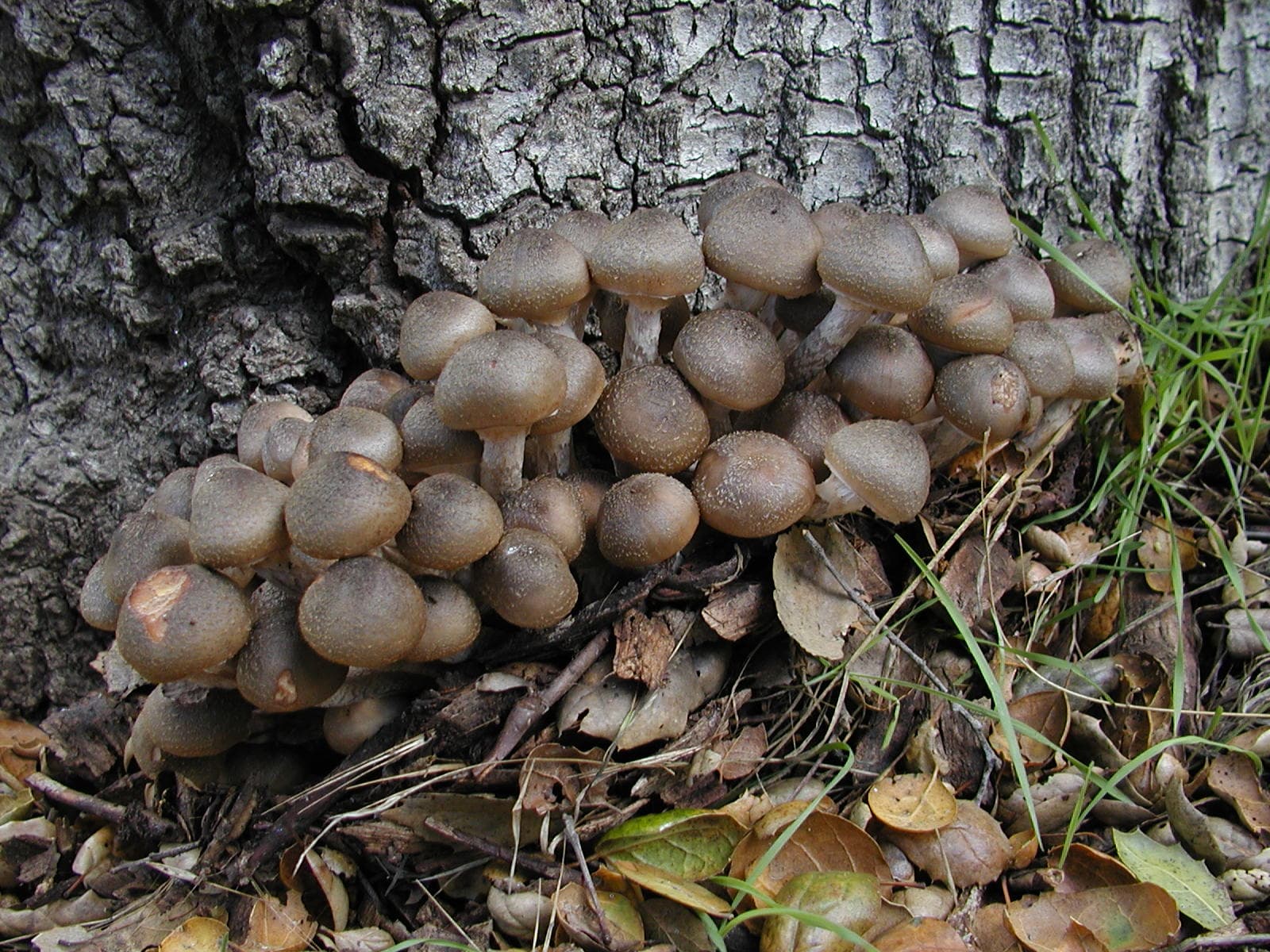 Fındıkta Armillaria Kök Çürüklüğü Hastalığı Mücadelesi & İlaçları