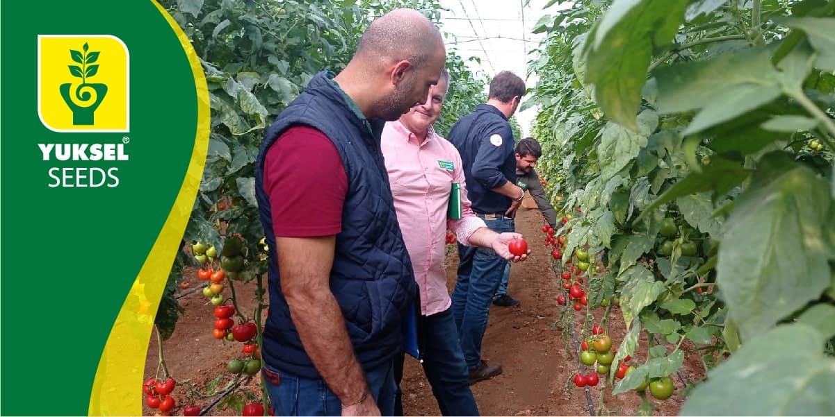Yuksel Seed