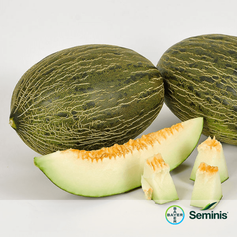PORTUS - Seminis & De Ruiter