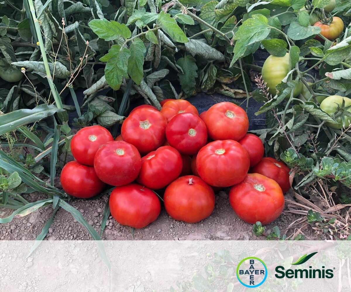 SVTD8012 - Seminis & De Ruiter