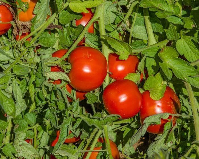 Oturak: DOĞUŞ F1 - Genetika Tohum