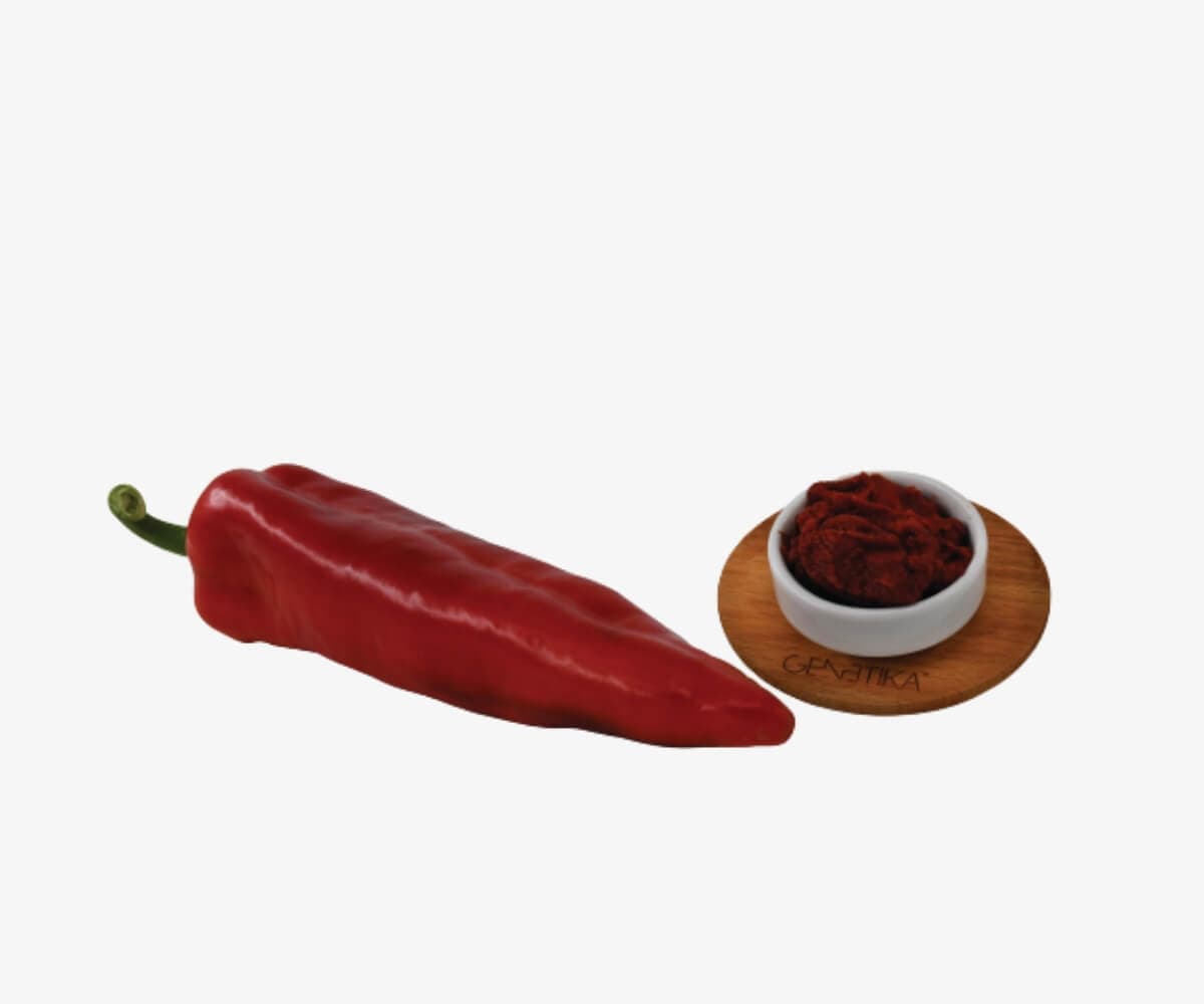 TORPIL F1 - Genetika Tohum