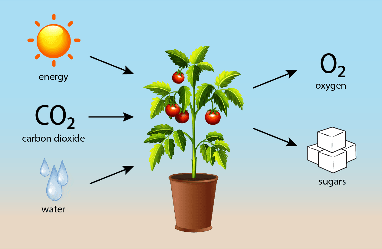 Photosynthesis